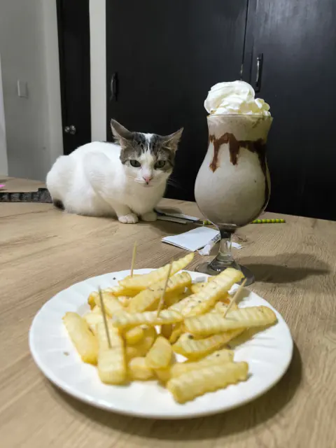 Gato junto a una malteada y papas a la francesa