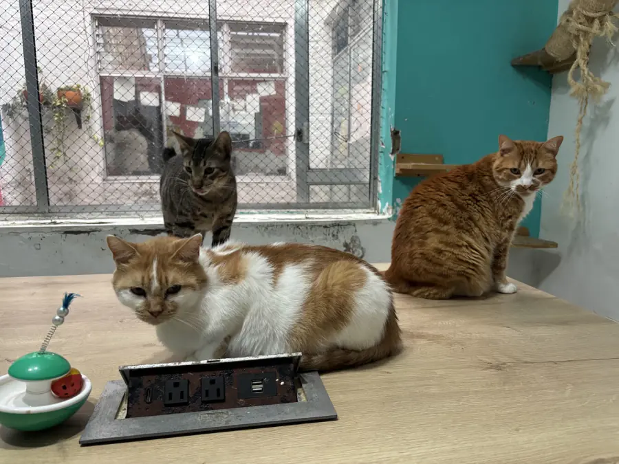 Tres gatos acompañando una mesa de trabajo junto a una ventana