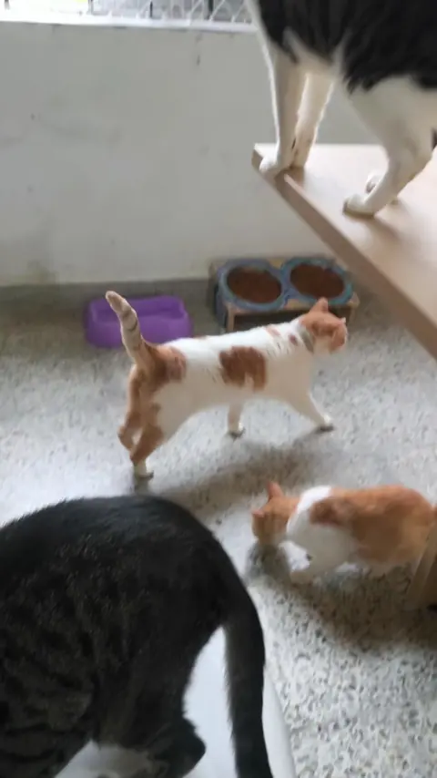 Gatos caminando y jugando en el piso del café