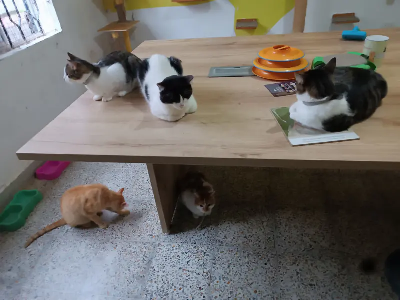 Gatos sobre y debajo de una mesa del café