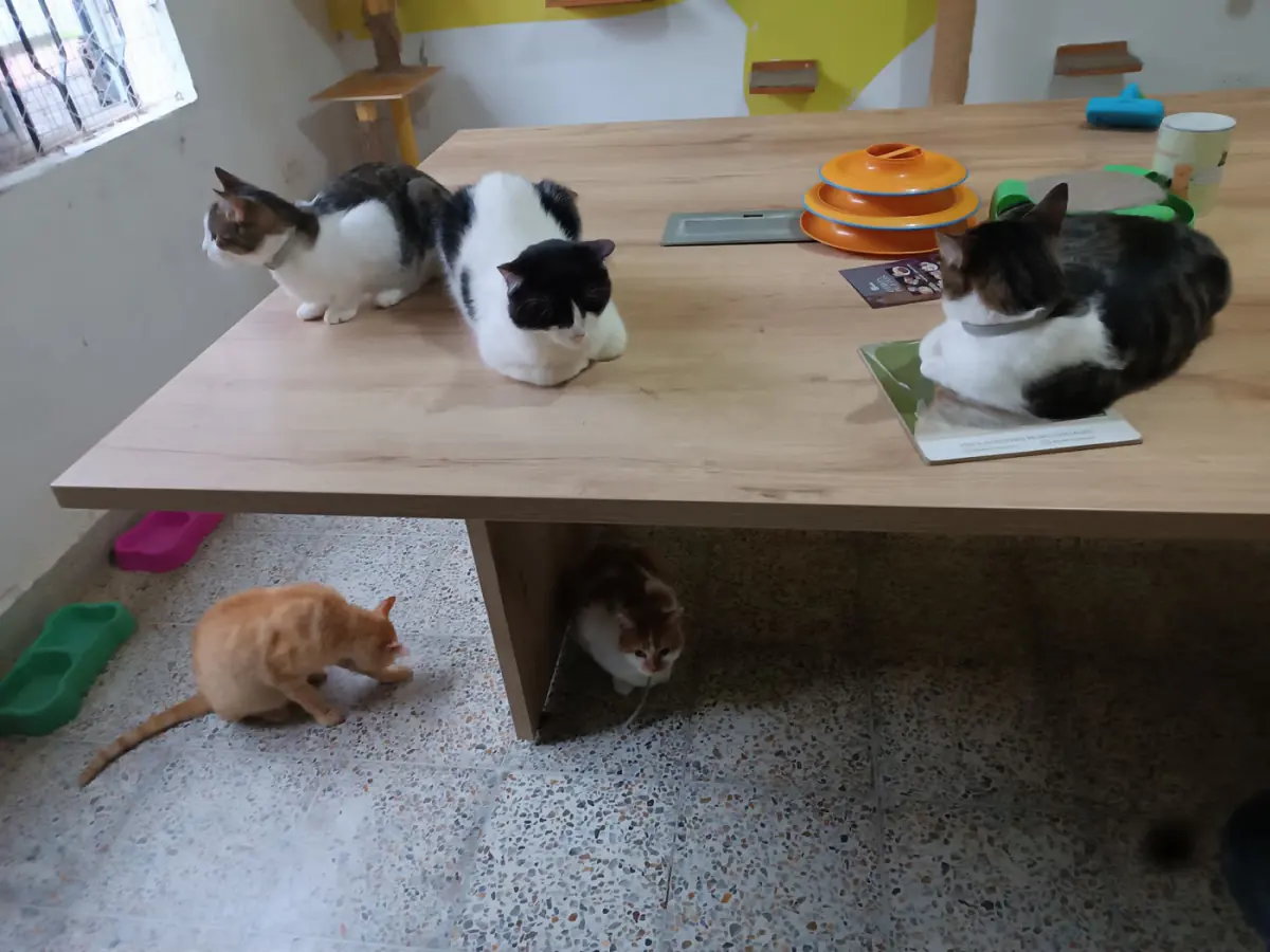 Gatos descansando sobre una mesa de madera del café, con otros dos debajo