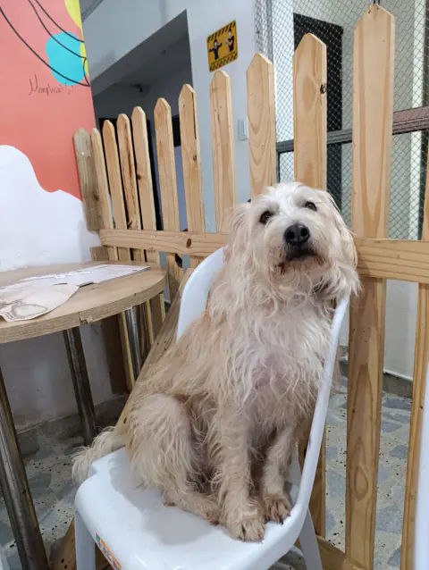 Perro peludo de color claro sentado en una silla del café