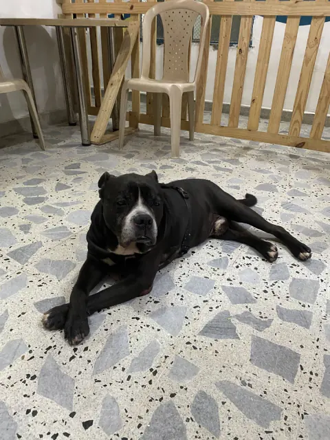 Perro negro descansando en el piso de granito
