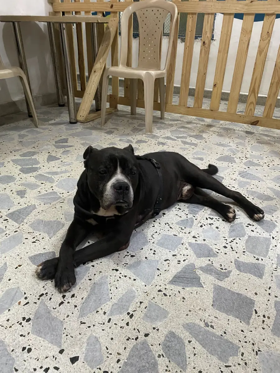 Perro negro descansando en el piso de granito del café